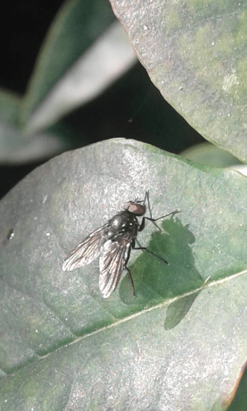 Muscidae : Hebecnema sp.? ... Muscidae sp.